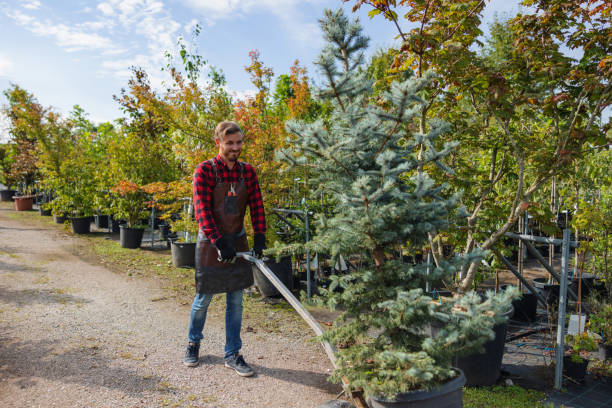 Best Tree Pruning Services  in Tara Hills, CA